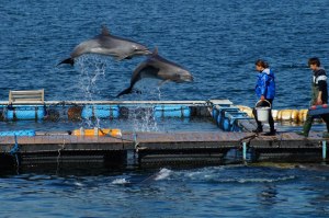 207262_163918873758351_1255695670_n