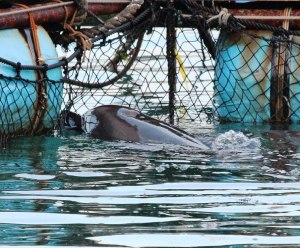 419650_121085998041639_346487572_n