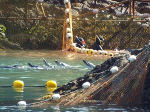 563151_160881450728760_1081871098_n