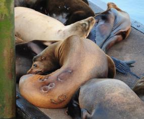 542570_529463687076843_1046342363_n