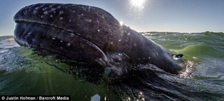 article-2300092-18F2B3E5000005DC-228_634x286