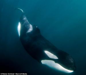 article-2326868-19DD722D000005DC-398_634x554