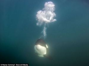 article-2326868-19DD750E000005DC-0_634x475