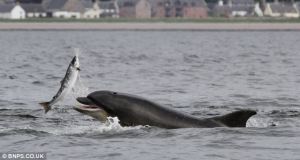 article-2342865-1A587464000005DC-466_634x339