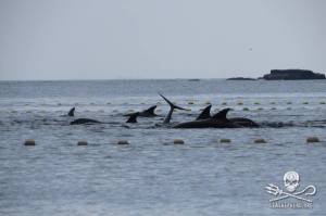 1014216_233370370146534_1994044903_n