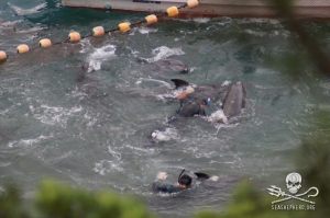 1234882_233796116770626_240319859_n