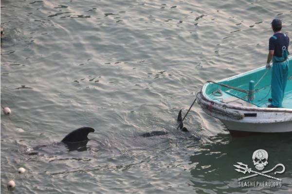 1235183_237615866388651_781629023_n