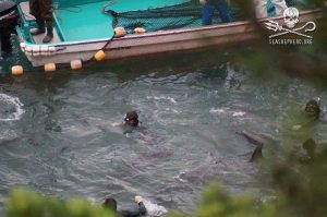 1238931_233796096770628_906721097_n