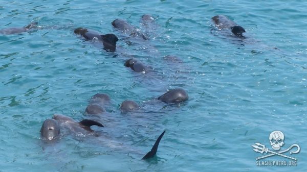 1238932_237616089721962_1814273603_n