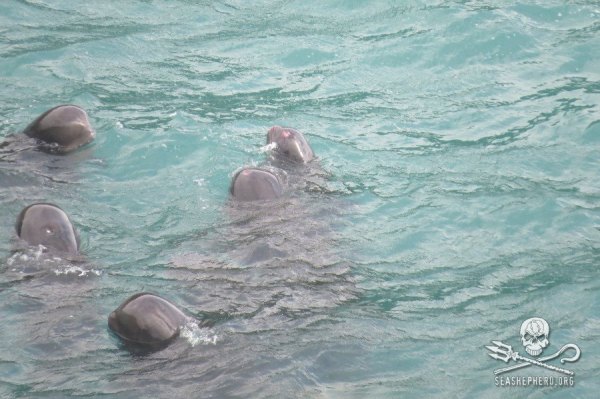 1184757_245018672315037_1175494746_n