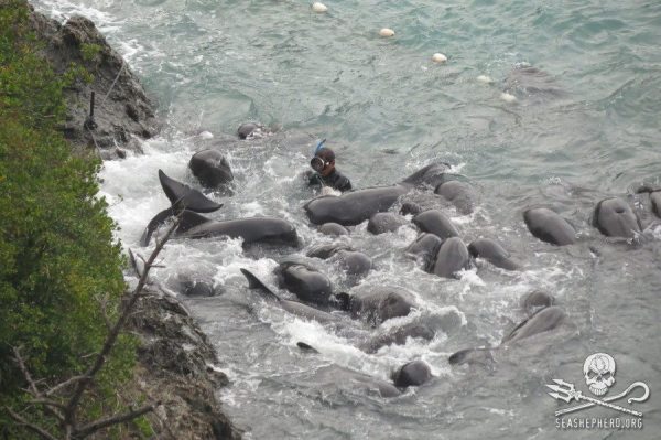 1375222_245018235648414_396948798_n