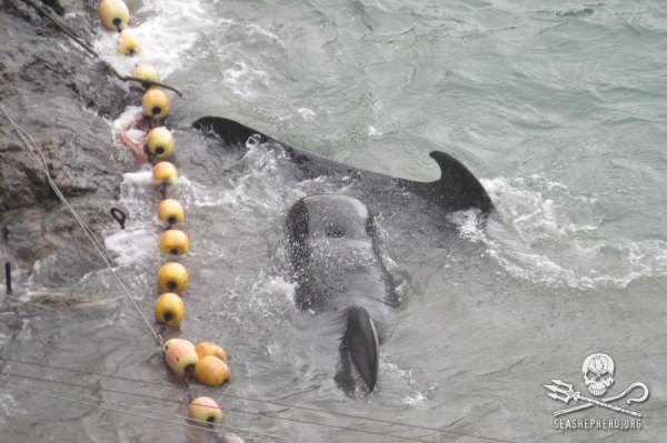 1381360_245018332315071_624948035_n