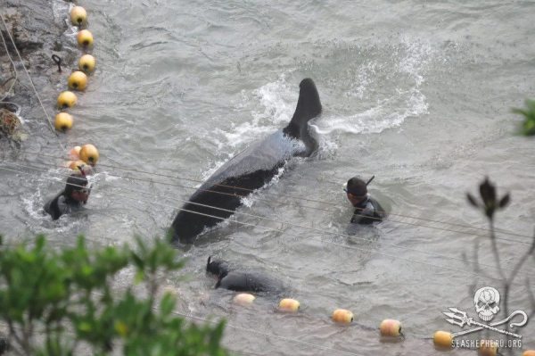 1385031_245018215648416_1923844878_n