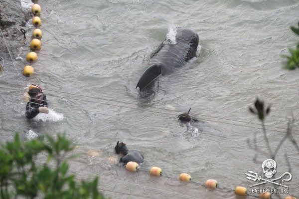 1385121_245018182315086_524048738_n