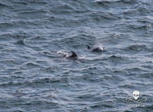 1393736_255513461265558_2146490718_n