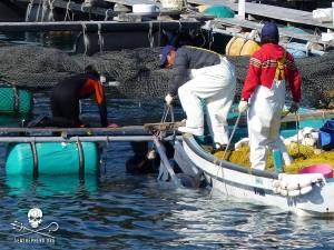 1003566_266108053539432_1704637447_n