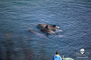 1471247_266108050206099_1012660369_n