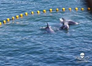 1497698_267952930021611_1346154344_n