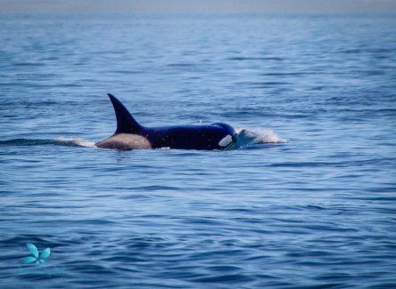 2015-08-OrcasPugetSound-0015-2