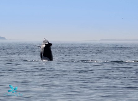 2015-08-OrcasPugetSound-0029-4