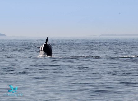 2015-08-OrcasPugetSound-0031-2