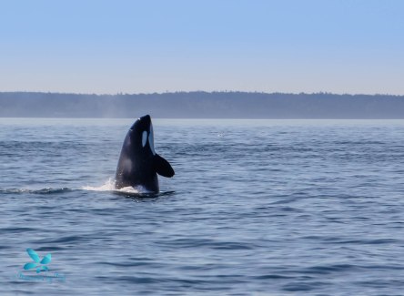 2015-08-OrcasPugetSound-0036-2