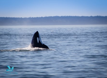 2015-08-OrcasPugetSound-0039-4