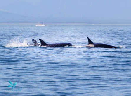 2015-08-OrcasPugetSound-0042-2