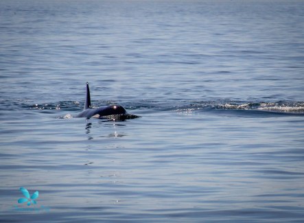 2015-08-OrcasPugetSound-0047-2