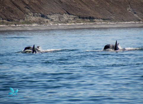 2015-08-OrcasPugetSound-0018-2
