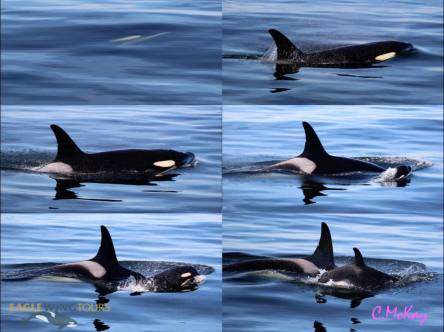 14054448_10153852536153730_3949396922752334666_o