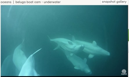 belugas