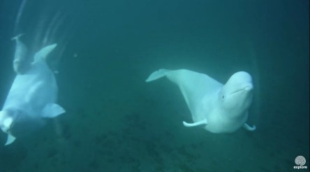 belugas