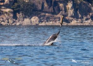 13423718_1190838637622533_2143167257701370693_n