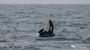 15181398_1335736556466073_6071390181821454554_n