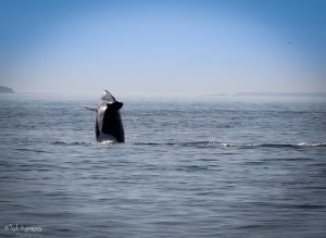 2015-08-OrcasPugetSound-0029-3