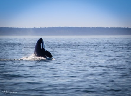 2015-08-OrcasPugetSound-0038-3