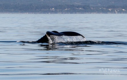 2015_08_EagleWing_001-1