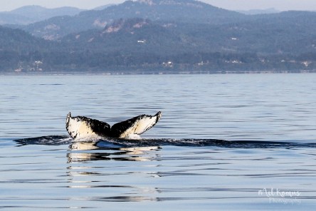 2015_08_EagleWing_005