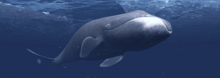 color-of-bowhead-whale