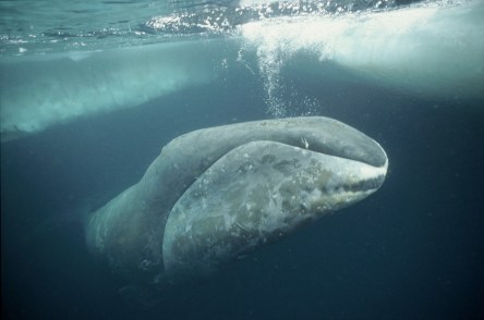Bowhead whale, Arctic