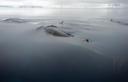 antarctic minke