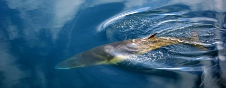 balaenoptera_bonaerensis-fabian_ritter_3