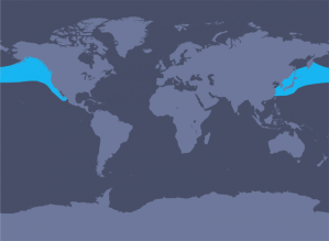 map_pacificwhitesidded_d