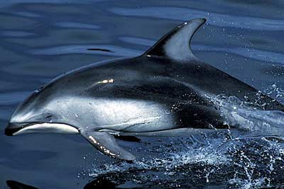pacific_whitesided_dolphin