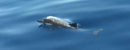 stenella_coeruleoalba-nicola_hodgins_2