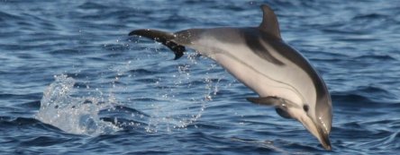 stenella_coeruleoalba-nicola_hodgins_4