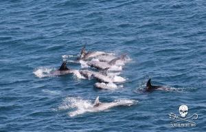 1477732_268537226629848_1518974308_n