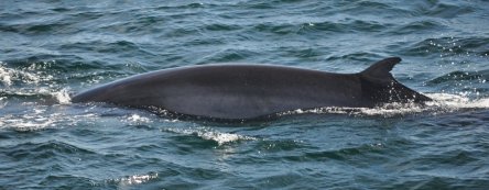 170718_480149889631_3145799_o_1