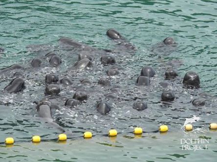 21272536_1642626352437538_6382081800392107432_n